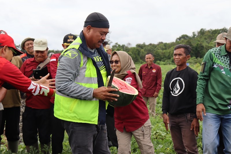 Bupati Kukar Edi Damansyah menghadiri panen raya buah semangka.